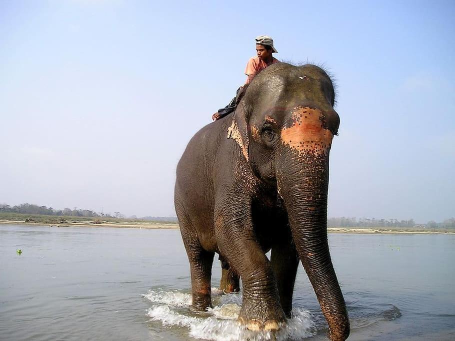 Hotel Royal Safari Chitwan Buitenkant foto